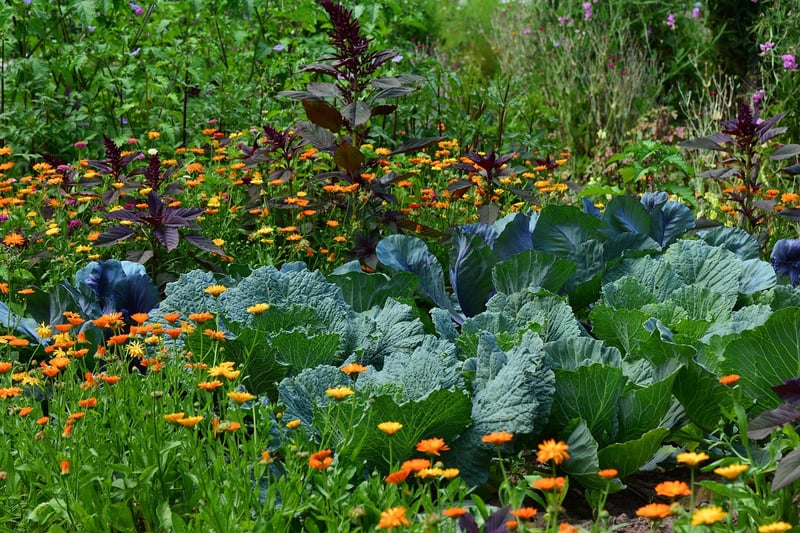 Herb Cultivation