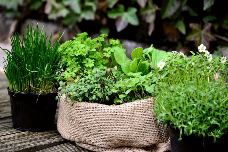 Herb Garden Kits