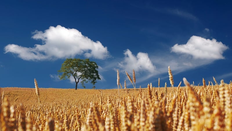 Summer Harvesting