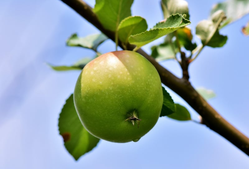 Apple Trees