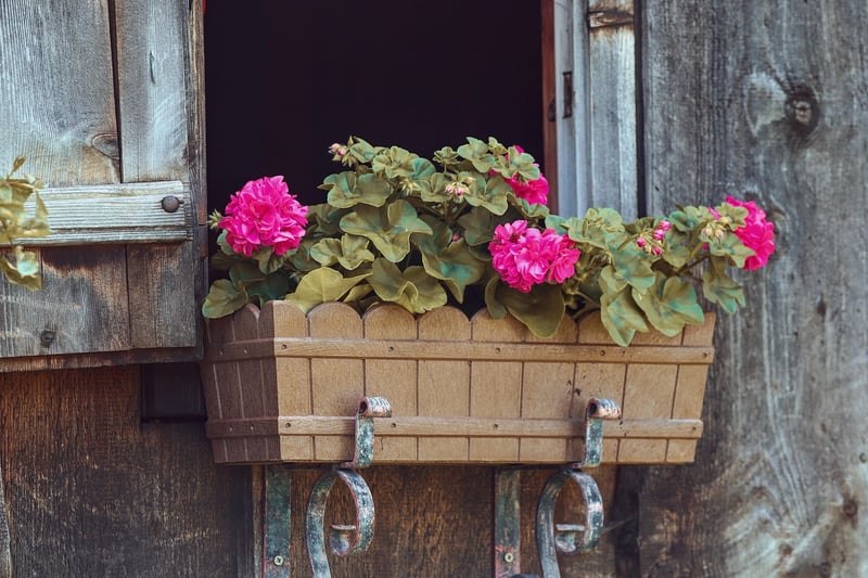 Healthy Plants
