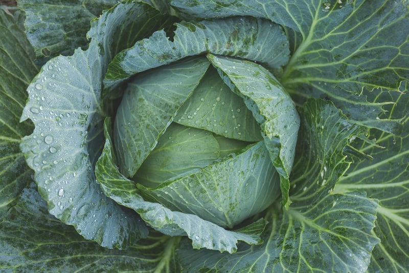Salad Greens