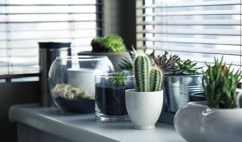 Indoor Herb Garden
