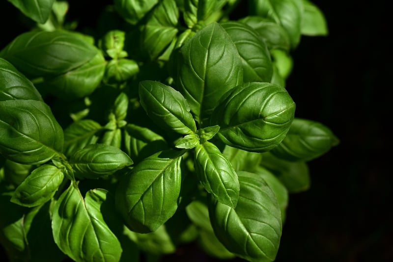 Herb Spiral