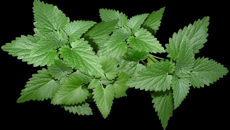 Mint plant