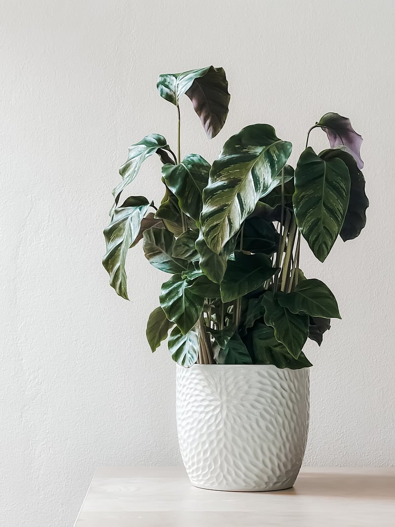 Healthy Plants