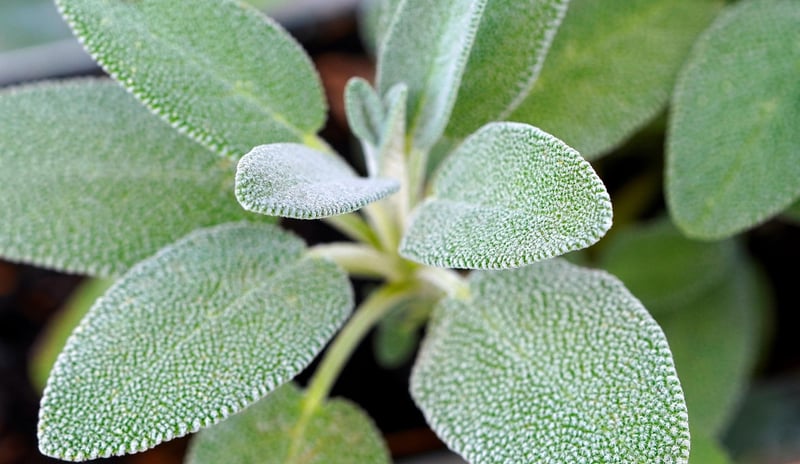 Sage plant