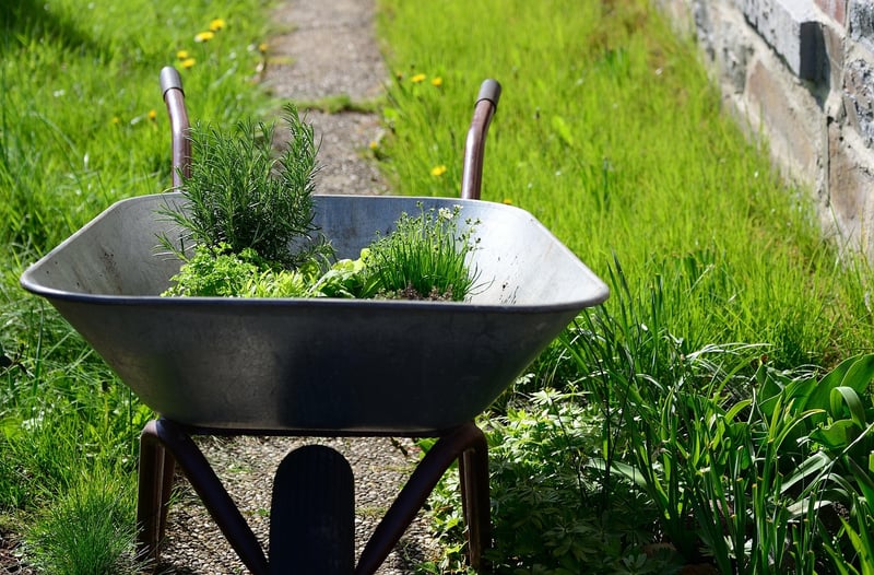 Herb Garden in a Wheelbarrow